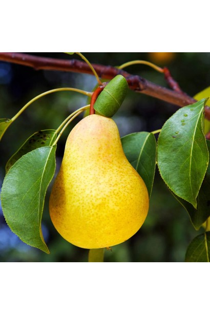 Pyrus communis Limonka 